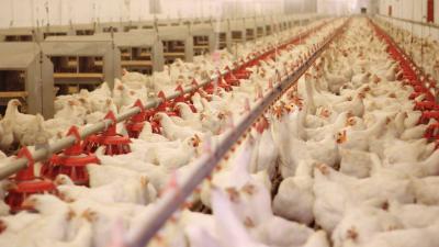 Philippines Bans Imports of Poultry Products from Australia