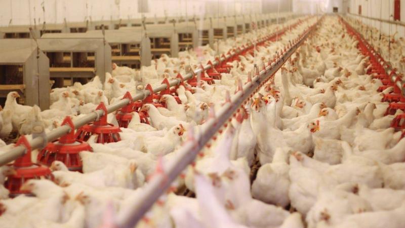 Philippines Bans Imports of Poultry Products from Australia
