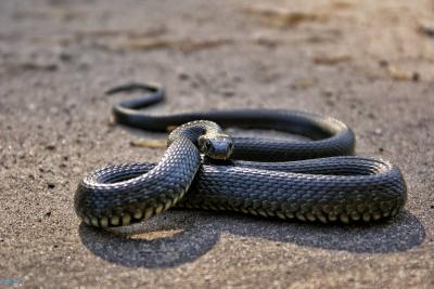 Snake Pulled from Refrigerator Water Dispenser in Horror Scene