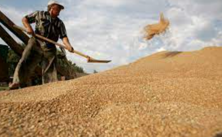 Ukrainian Farmers Between Russian Missiles and Crop Prices