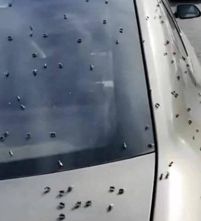 Video - "Bed Bugs" Invade Paris