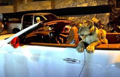 Lion Cub Steals the Spotlight in Bentley Ride (Video)