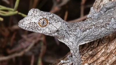 Scientists Discover a New Species of Gecko