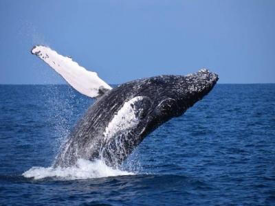 Video: Moment a Windsurfer Collides with a Whale in Sydney!