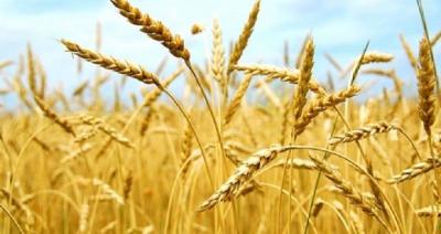 Morocco: Expectations for Grain Production to Reach 5.51 Million Tons in 2023