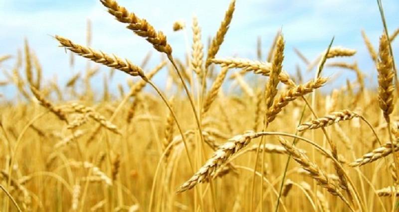 Morocco: Expectations for Grain Production to Reach 5.51 Million Tons in 2023