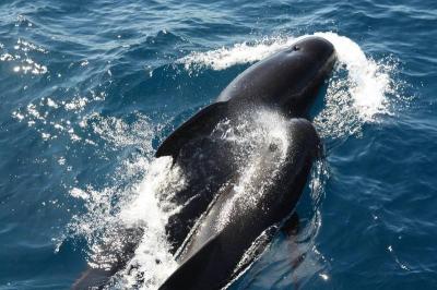 Orcas Sink Yacht in the Strait of Gibraltar