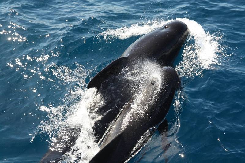 Orcas Sink Yacht in the Strait of Gibraltar