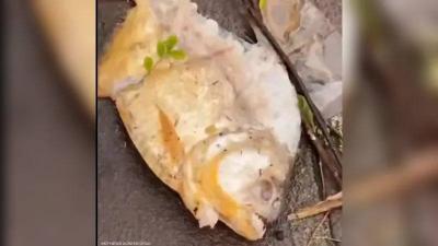 Piranhas Spotted in the Streets of Brazil