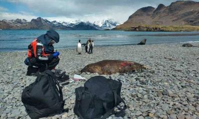 Bird Flu Reaches Antarctica