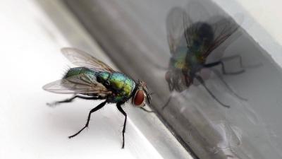 # Desert Fly Invasion: What You Need to Know