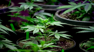 # Hemp: From Drug to Humanity's Savior from Climate Catastrophe!
