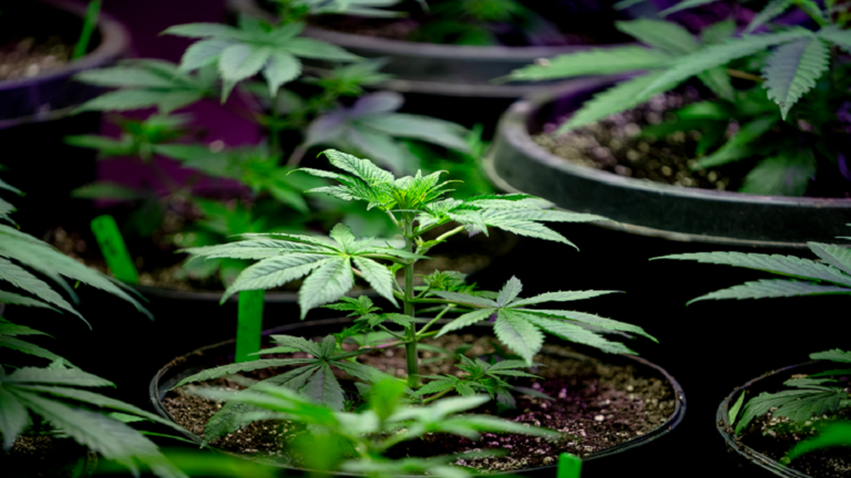 # Hemp: From Drug to Humanity's Savior from Climate Catastrophe!