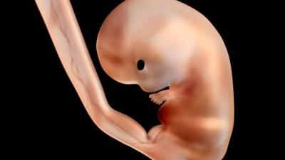Japanese Breakthrough... Growing Children in the Laboratory May Become Reality