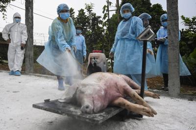 Italy Battles Swine Fever with Culling