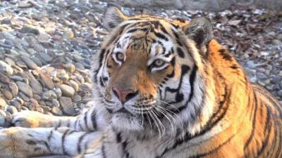 Tiger Kills Man Tracking Its Trail!