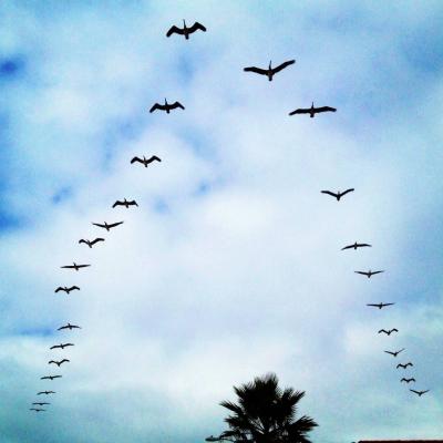Astonishing Scientific Discovery in Migratory Birds' Energy Harnessing