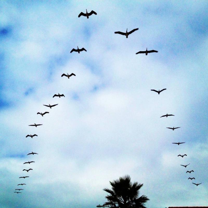 Astonishing Scientific Discovery in Migratory Birds' Energy Harnessing