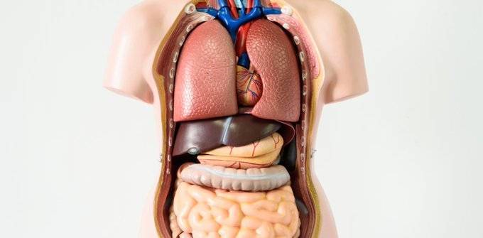 What Organs Can a Human Live Without?