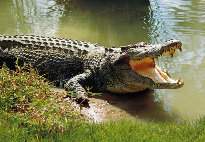 Mother Throws Her Disabled Child to Crocodiles