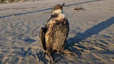 "Oil-Covered Birds" Appear on American Shores