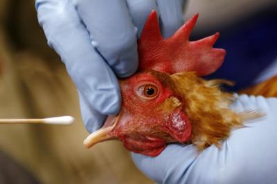 US Bans Poultry Imports from Australian State Due to Bird Flu