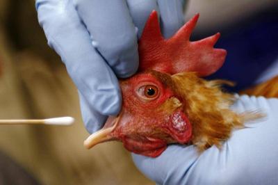 World Health Organization Confirms First Human Death from Bird Flu Variant