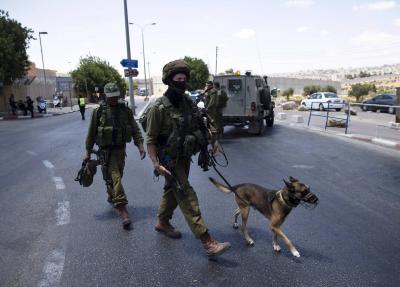 Dogs of Gaza Resist Israel as Army Accuses Hamas