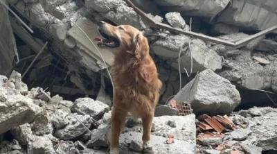 Kylian the Amazing: The Story of a Dog That Saved 18 People from the Rubble of the Earthquake