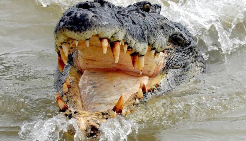 Body Found in Alligator's Mouth