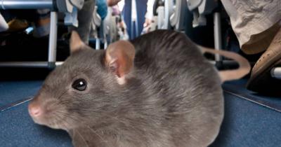 Rat Disrupts SriLankan Airlines Flight for Days