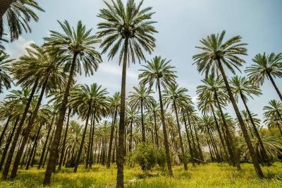 Iraq: From Barren Land to Green with 5 Million Trees