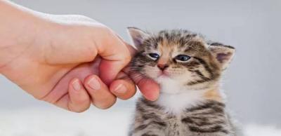 Warning Against Touching It: "Escapee" Cat Alarmed Authorities in Japan