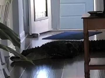 Lady Surprised by Unwanted Visitor in Her Kitchen... 8 Feet Long