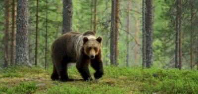 America: Family Struck by Rare Illness After Eating Bear Meat