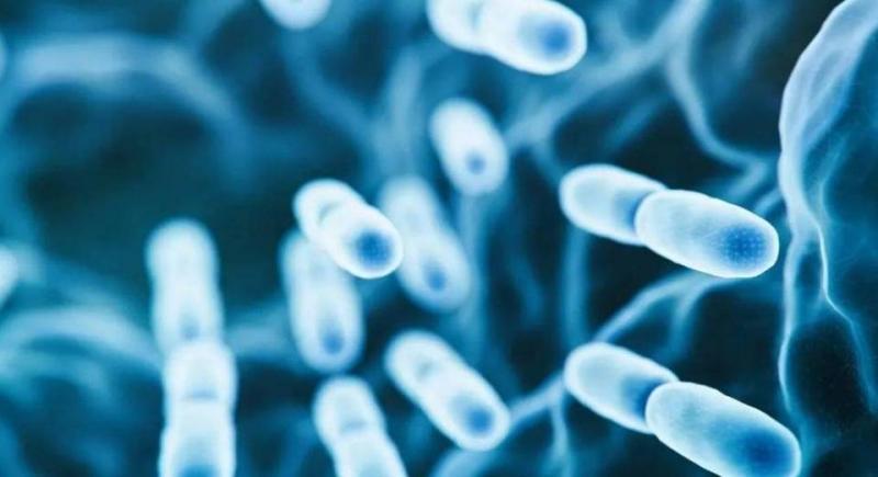 Disease Sparks Panic in Argentina!