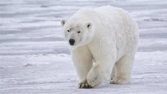 هل يقتل تغير المناخ الدببة القطبية؟