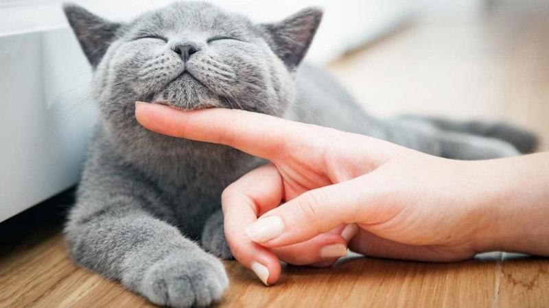 Study: Humans Transmit Viruses to Animals More Than Animals Do to Humans