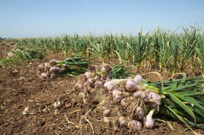 Unprecedented Rise in Prices of a Key Commodity in Egypt