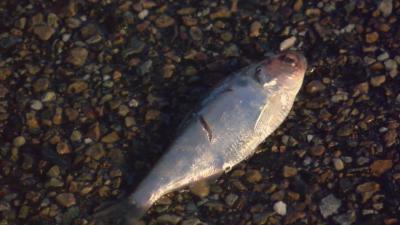 Video: Iran's Sky "Rains Fish"