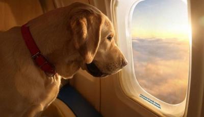 Exclusive Flights for Dogs and Their Owners (Video)