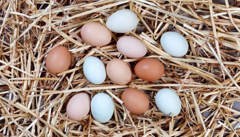 Brown Eggs Are More Expensive Than White Eggs... What’s the Connection to Chickens?