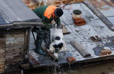 Shelter Overwhelmed with Large Numbers of Animals Rescued from Floods in Russia