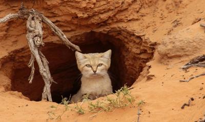 Photographer Documents Rare Sight of a Sand Cat in Nature