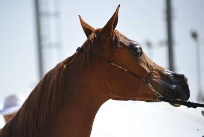 Egypt Declared Free of African Horse Sickness