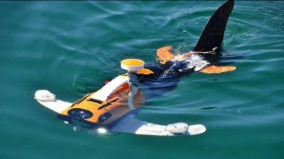 Fish-Like Robots "Roaming" the Middle East