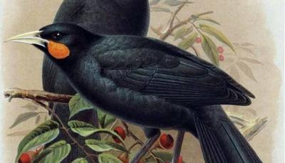 The Most Expensive Feather in the World Sold at Public Auction... What Was Its Price?