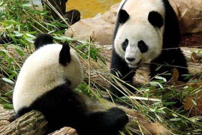 # China Sends More Pandas to America to Begin a New Era of "Panda Diplomacy"