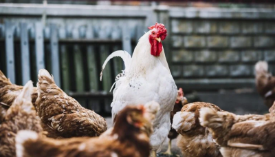 Bird Flu: Dangerous Strain Sweeps Farms in Australia