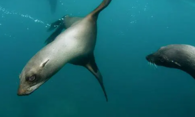 Experts Warn of Imminent Marine Danger: Are We About to Bid Farewell to Marine Life?